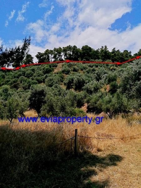 Αγροτεμάχια 18.000 τ.μ. προς πώληση, Ροβιές