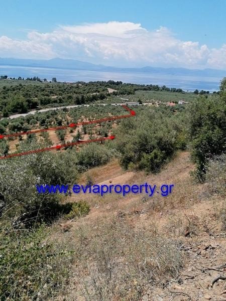 Αγροτεμάχια 18.000 τ.μ. προς πώληση, Ροβιές