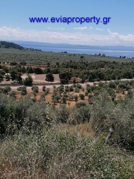 Αγροτεμάχια 18.000 τ.μ. προς πώληση, Ροβιές