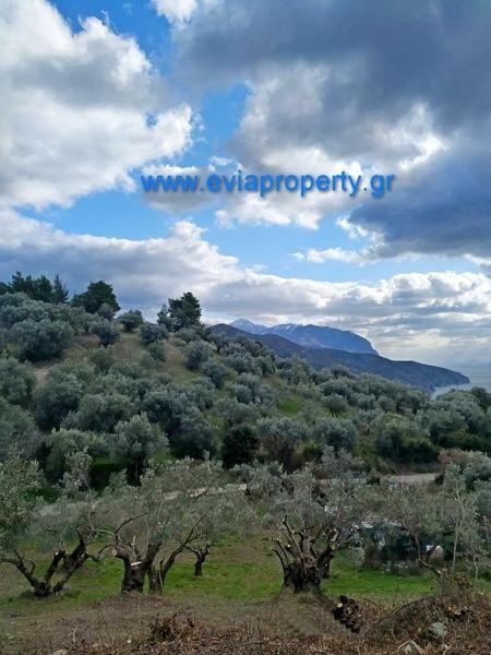 Αγροτεμάχια 1.378 τ.μ. προς πώληση, Μυρτιάς