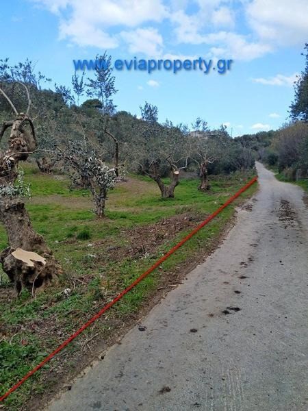 Αγροτεμάχια 1.378 τ.μ. προς πώληση, Μυρτιάς