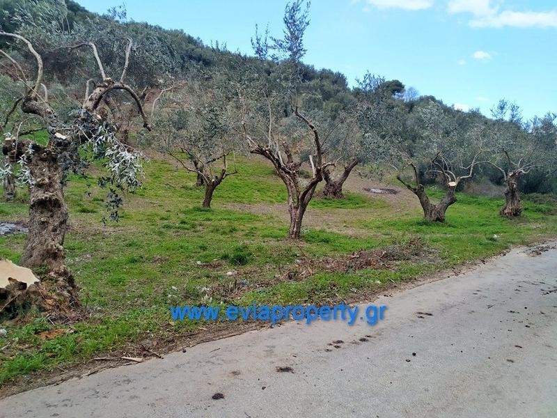 Αγροτεμάχια 1.378 τ.μ. προς πώληση, Μυρτιάς