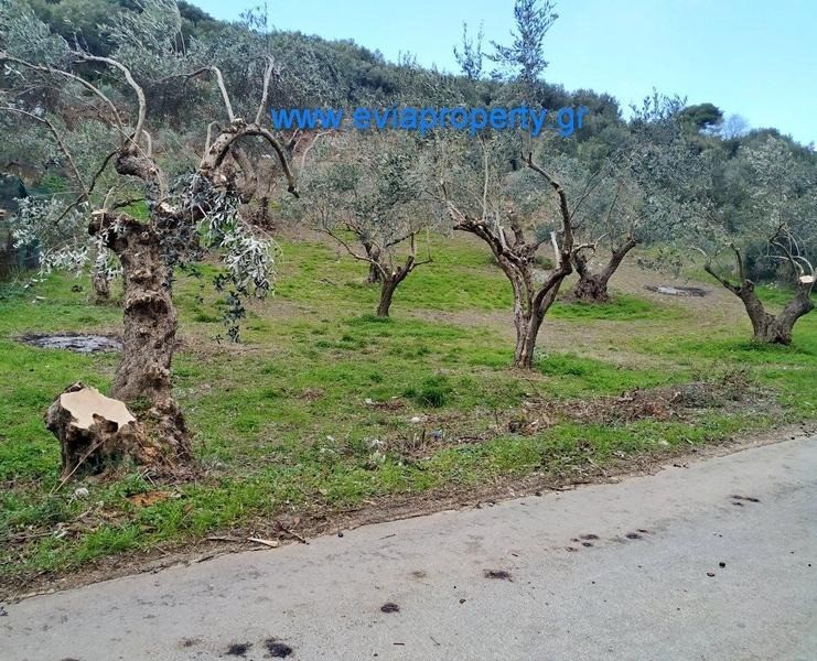 Αγροτεμάχια 1.378 τ.μ. προς πώληση, Μυρτιάς