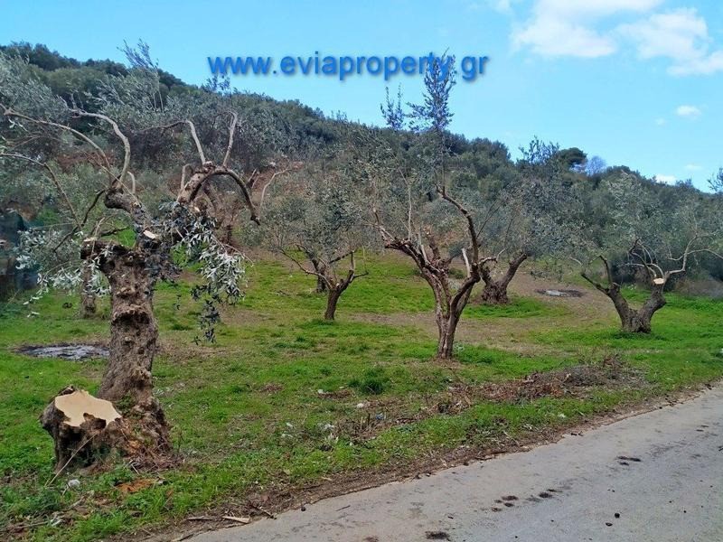 Αγροτεμάχια 1.378 τ.μ. προς πώληση, Μυρτιάς