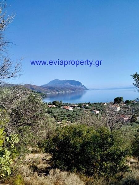 Αγροτεμάχια 7.430 τ.μ. προς πώληση, Σηπιάδα Λίμνης