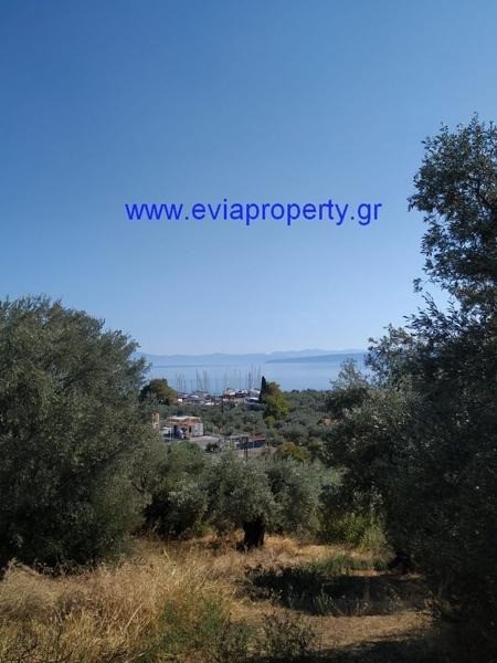 Αγροτεμάχια 7.430 τ.μ. προς πώληση, Σηπιάδα Λίμνης
