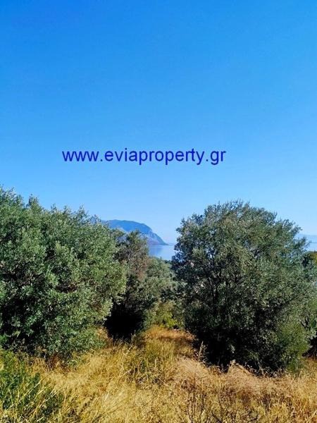 Αγροτεμάχια 7.430 τ.μ. προς πώληση, Σηπιάδα Λίμνης