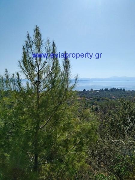 Αγροτεμάχια 7.430 τ.μ. προς πώληση, Σηπιάδα Λίμνης