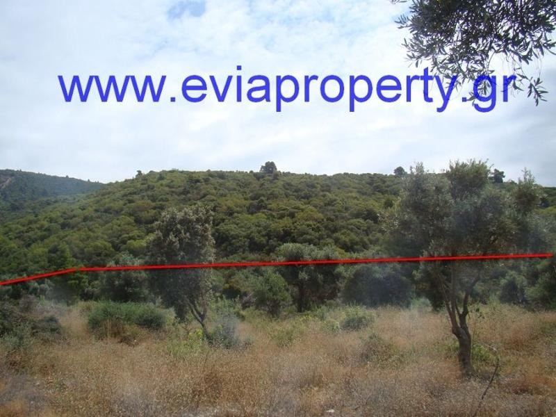 Αγροτεμάχια 9.650 τ.μ. προς πώληση, Ροβιές