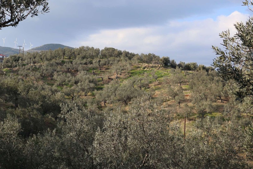 Οικόπεδο 52.000 τ.μ. πρός πώληση, Νησιά Αργοσαρωνικού, Τροιζήνα