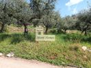 Οικόπεδο 336τ.μ. για πώληση-Λεύκτρος » Ρίγκλια