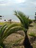 Parcel 8.000sqm for sale-Kassandra » Poseidi