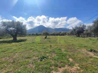 Οικόπεδο 3.000 τ.μ. για ενοικίαση, Αχαΐα, Μεσσατίδα-thumb-20