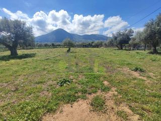 Οικόπεδο 3.000 τ.μ. για ενοικίαση, Αχαΐα, Μεσσατίδα-thumb-22