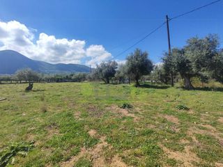 Οικόπεδο 3.000 τ.μ. για ενοικίαση, Αχαΐα, Μεσσατίδα-thumb-9