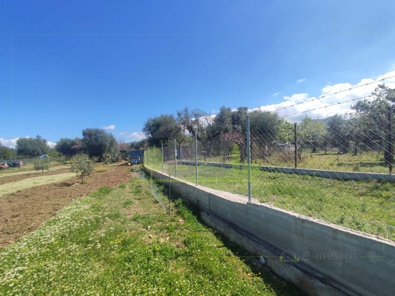 Οικόπεδο 3.000 τ.μ. πρός ενοικίαση, Αχαΐα, Μεσσατίδα