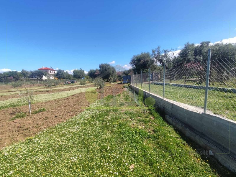 Οικόπεδο 3.000 τ.μ. πρός ενοικίαση, Αχαΐα, Μεσσατίδα