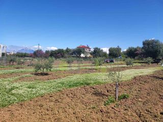 Οικόπεδο 3.000 τ.μ. για ενοικίαση, Αχαΐα, Μεσσατίδα-thumb-14
