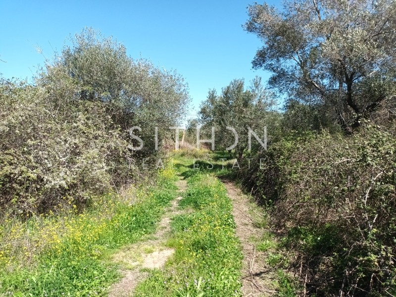Αγροτεμάχια 1.701 τ.μ. προς πώληση, Συκιά Τορώνης