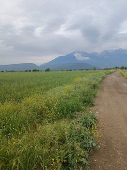Parcel 15.000sqm for sale-Elateia » Lefkochori