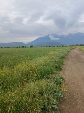 Parcel 15.000 sqm for sale, Phthiotis, Elateia