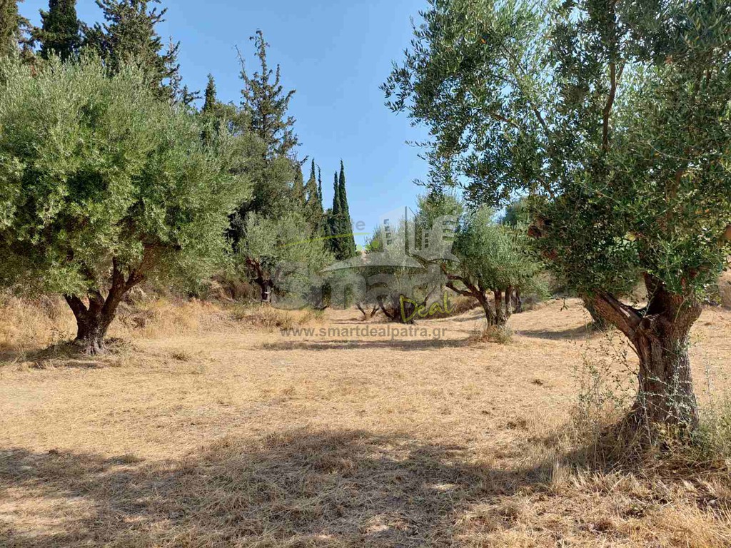 Αγροτεμάχια 2.010 τ.μ. προς πώληση, Γηροκομείο Πάτρας