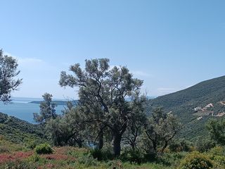 Αγροτεμάχια 4.124 τ.μ. για πώληση, Ν. Λευκάδας, Λευκάδα-thumb-5