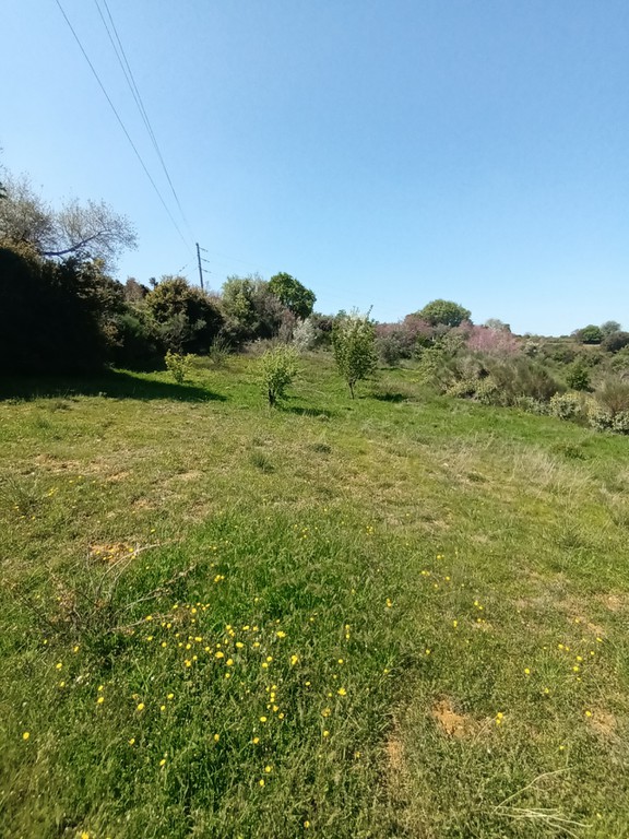 Αγροτεμάχια 2.936 τ.μ. πρός πώληση, Αχαΐα, Ρίο