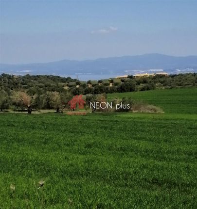 Αγροτεμάχια 11.356 τ.μ. για πώληση, Χαλκιδική, Κασσάνδρα