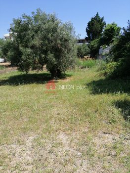 Αγροτεμάχια 500τ.μ. για πώληση-Μουδανιά » Νέα ποτίδαια