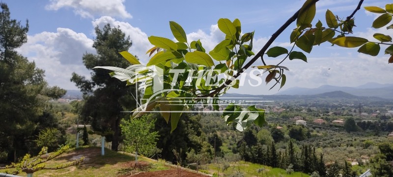 Οικόπεδο 4.075 τ.μ. πρός πώληση, Αττική - Υπόλοιπο, Ωρωπός