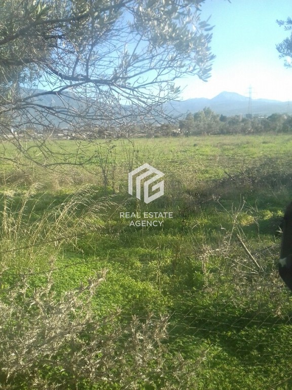 Αγροτεμάχια 7.063 τ.μ. προς πώληση, Αγία Άννα Κορίνθου