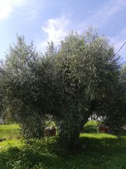 Οικόπεδο 410 τ.μ. για πώληση, Ν. Ηλείας, Κάστρο Κυλλήνης-thumb-4