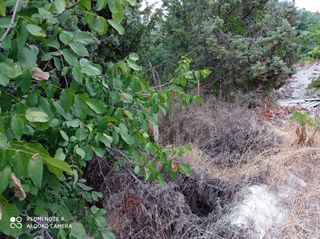Οικόπεδο 2.000 τ.μ. για πώληση, Ν. Φλώρινας, Αμύνταιο-thumb-6