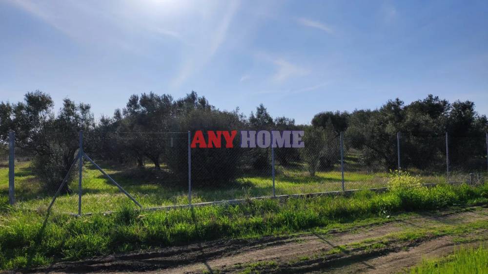 Αγροτεμάχια 10.000 τ.μ. προς πώληση, Νεοχωράκιον
