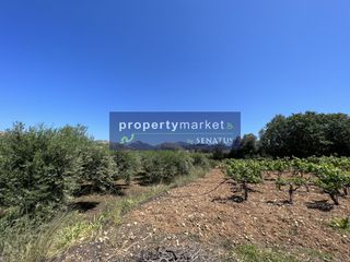 Αγροτεμάχια 9.800 τ.μ. για πώληση