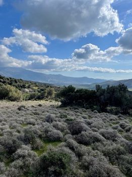 Αγροτεμάχια 16.461 τ.μ. για πώληση