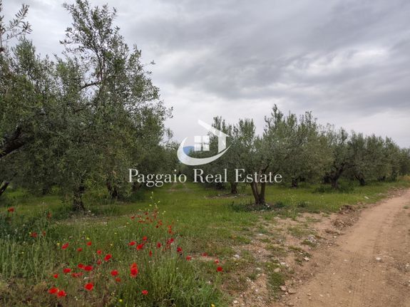 Parcel 9.240 sqm for sale, Kavala Prefecture, Orfano