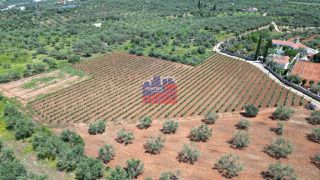 Οικόπεδο 8.100 τ.μ. για πώληση, Αχαΐα, Αίγιο-thumb-4