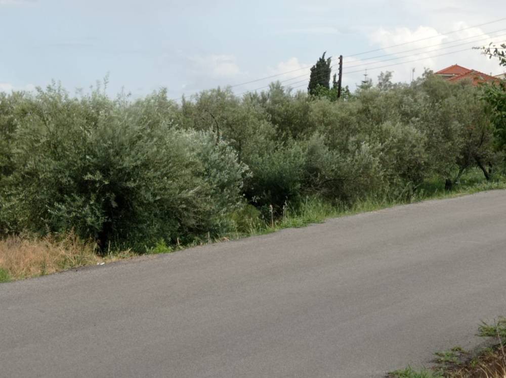 Οικόπεδο 3.600 τ.μ. πρός πώληση, Κορινθία, Ξυλόκαστρο