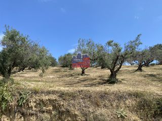 Οικόπεδο 2.330 τ.μ. για πώληση