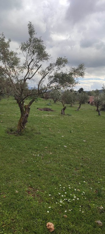 Αγροτεμάχια 4.467 τ.μ. προς πώληση, Κέντρο Βιλίων