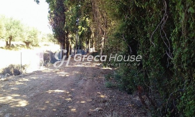 Οικόπεδο 2.800 τ.μ. πρός πώληση, Αργολίδα, Επίδαυρος