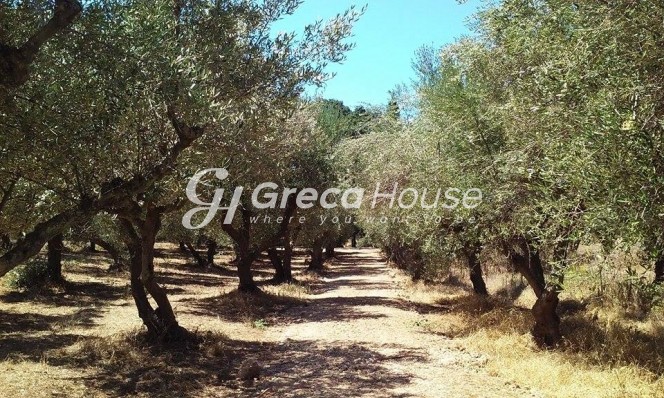 Οικόπεδο 2.800 τ.μ. πρός πώληση, Αργολίδα, Επίδαυρος
