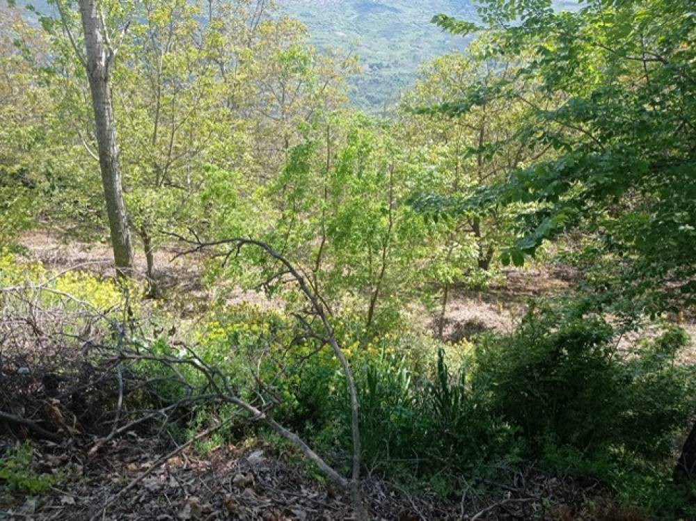 Αγροτεμάχια 2.060 τ.μ. πρός πώληση, Κορινθία, Ξυλόκαστρο