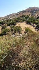 Αγροτεμάχια 6.500 τ.μ. προς πώληση, Οτζιάς-thumb-8