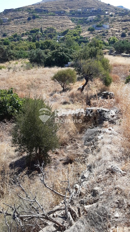 Αγροτεμάχια 6.500 τ.μ. προς πώληση, Οτζιάς