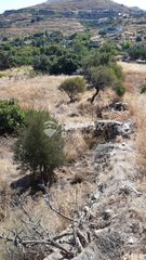 Αγροτεμάχια 6.500 τ.μ. προς πώληση, Οτζιάς-thumb-4