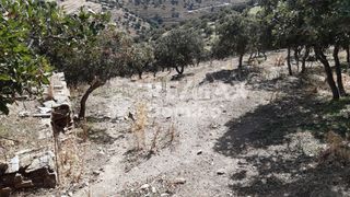 Αγροτεμάχια 4.890 τ.μ. προς πώληση, Άγιος Συμεών Κέας-thumb-13