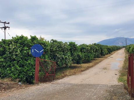 Αγροτεμάχια 12.000 τ.μ. για πώληση
